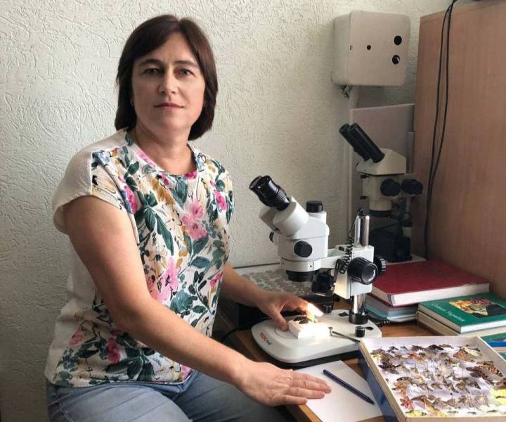 Доцент Галина Голіней проводить таксономічну ідентифікацію зразків ентомологічної колекції